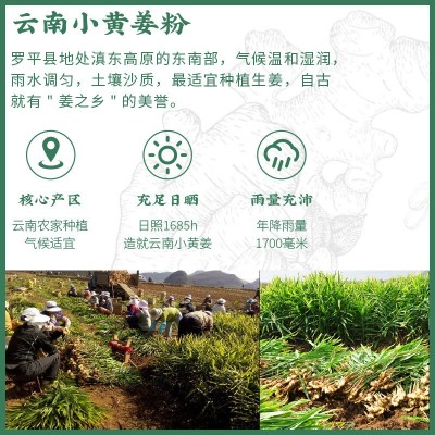 罗平小黄姜粉 小黄姜丸生姜粉调味品食用级小黄姜粉厂家大货批发图4