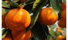 柑橘怎么种植?柑橘怎么施肥又大又甜?柑橘膨果用什么肥好?