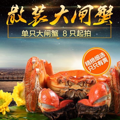 散装苏州大闸蟹公蟹母蟹单只鲜活螃蟹礼盒大闸蟹国庆礼品8只起拍图5