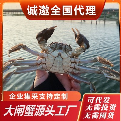 鲜活大闸蟹螃蟹苏州发货苏州大闸蟹鲜活螃蟹10只装5两代发图3