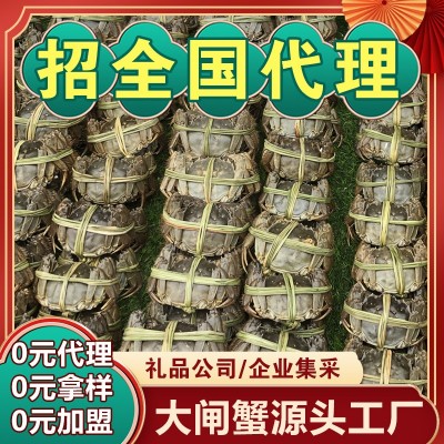 苏州大闸蟹螃蟹鲜活大闸蟹4两公3两母10只装水产螃蟹鲜活大闸蟹图4