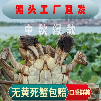 苏州大闸蟹螃蟹鲜活大闸蟹4两公3两母10只装水产螃蟹鲜活大闸蟹
