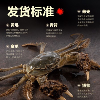 大闸蟹鲜活螃蟹苏州公母对10只装水产中秋礼品螃蟹鲜活大闸蟹