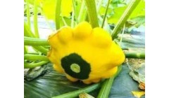 碟形西葫芦“空降”丰台这个美学农场！