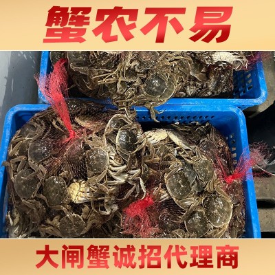 大闸蟹源头工厂采购支持产地溯源招代理可分销代发可阶梯报价鲜活图5