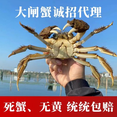 大闸蟹苏州产地发货免费加盟 诚邀代理合作 全国配送包售后图5