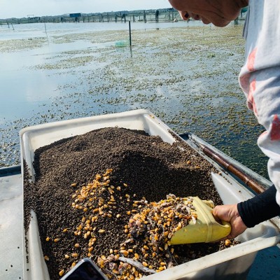 大闸蟹苏州产地发货免费加盟 诚邀代理合作 全国配送包售后图3