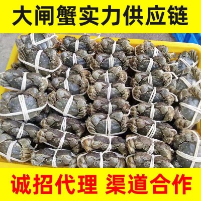 现货大闸蟹养殖基地直发 诚招全国代理渠道合作 欢迎来厂参观合作图4