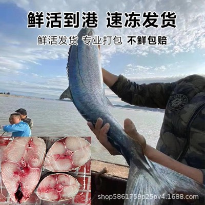 特大马鲛鱼片批发两片一斤装海鲜水产新鲜鲅鱼冷冻深海捕原产地发图4