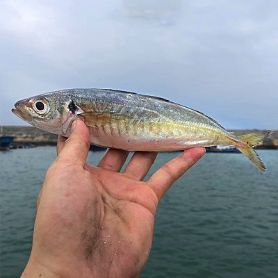 新鲜巴浪鱼批发 原厂地当天海捕冰鲜海鱼冷冻海鲜水产品产地直邮图4