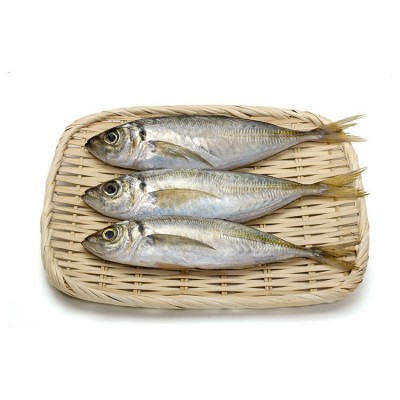 新鲜巴浪鱼批发 原厂地当天海捕冰鲜海鱼冷冻海鲜水产品产地直邮图3