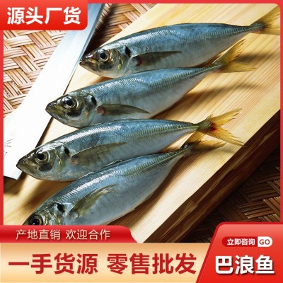 新鲜巴浪鱼批发 原厂地当天海捕冰鲜海鱼冷冻海鲜水产品产地直邮图5