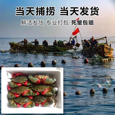 野生青蟹海捕小青蟹鲜活公蟹母蟹红黄膏蟹批发产特大活体海螃蟹图2