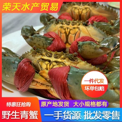 野生青蟹海捕小青蟹鲜活公蟹母蟹红黄膏蟹批发产特大活体海螃蟹图4