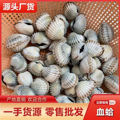 潮汕血蛤批发 鲜活带泥赤贝蛤蜊毛蛤刺身水产贝类海鲜餐饮供应图5