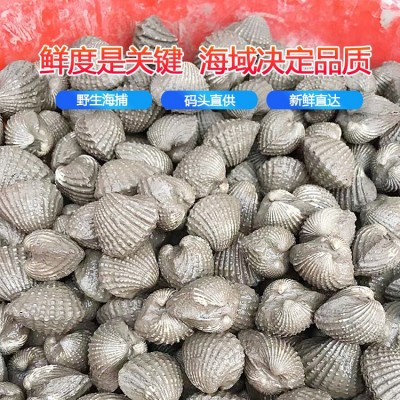 潮汕血蛤批发 鲜活带泥赤贝蛤蜊毛蛤刺身水产贝类海鲜餐饮供应图3