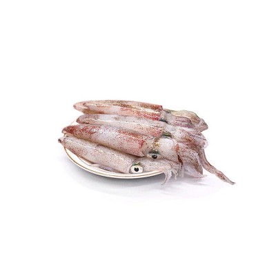 新鲜小鱿鱼批发 海捕冷冻小海兔小管乌贼八两装一口鱿餐饮供应