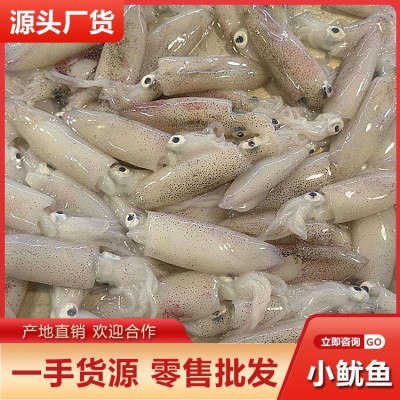 新鲜小鱿鱼批发 海捕冷冻小海兔小管乌贼八两装一口鱿餐饮供应图5