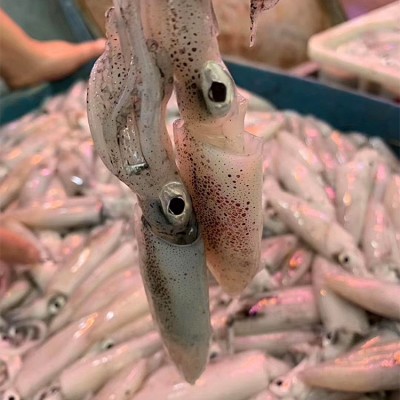 新鲜小鱿鱼批发 海捕冷冻小海兔小管乌贼八两装一口鱿餐饮供应图4