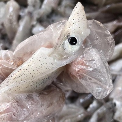 新鲜小鱿鱼批发 海捕冷冻小海兔小管乌贼八两装一口鱿餐饮供应图2