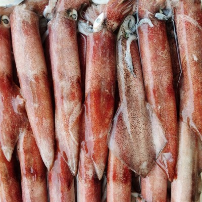 新鲜大鱿鱼约一斤一条船钓鲜活整只鱿鱼乌贼大章鱼批发烧烤火锅图3