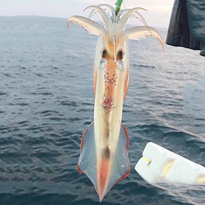 新鲜大鱿鱼约一斤一条船钓鲜活整只鱿鱼乌贼大章鱼批发烧烤火锅