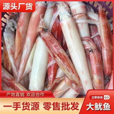新鲜大鱿鱼约一斤一条船钓鲜活整只鱿鱼乌贼大章鱼批发烧烤火锅图5