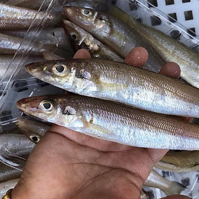 新鲜沙丁鱼批发当天深海捕捞冷冻沙尖鱼鱼干海鲜水产酒店餐饮供应图3