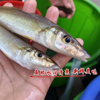 新鲜沙丁鱼批发当天深海捕捞冷冻沙尖鱼鱼干海鲜水产酒店餐饮供应