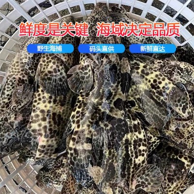深海老虎斑批发 海捕石斑鱼虎斑现杀活冻高档生鲜海酒店餐饮供应图3