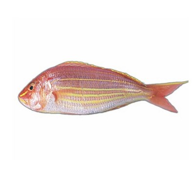 海钓金线鱼红杉鱼海捕鲜活水产批发海鱼冷冻红衫鱼产地直邮