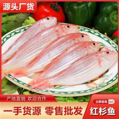 海钓金线鱼红杉鱼海捕鲜活水产批发海鱼冷冻红衫鱼产地直邮图5