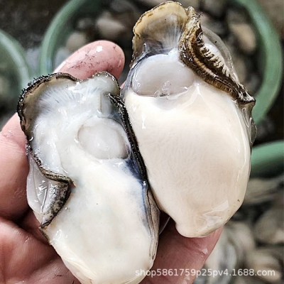 生蚝肉批发新鲜当天现开去壳海鲜水产冷冻海蛎子肉牡蛎肉图3