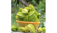 杨桃适合在什么环境下种植?什么气候种植杨桃最好?