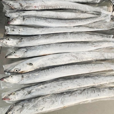 舟山带鱼雷达网新鲜液氮冷冻刀鱼野生油带鱼整条包装工厂整箱批发图3