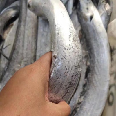 舟山带鱼雷达网新鲜液氮冷冻刀鱼野生油带鱼整条包装工厂整箱批发图2