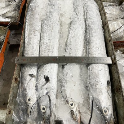 舟山带鱼雷达网新鲜液氮冷冻刀鱼野生油带鱼整条包装工厂整箱批发图4