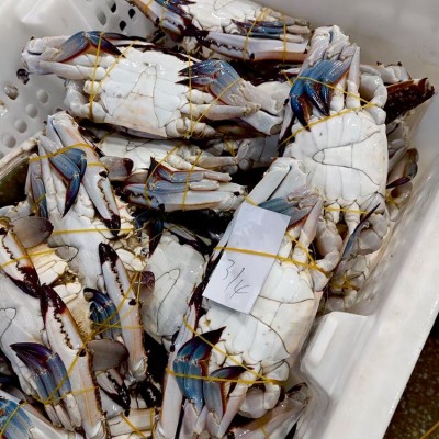 舟山鲜活冻螃蟹月岙流网蟹三疣梭子蟹套袋扎蟹大白蟹公蟹海鲜批发图4