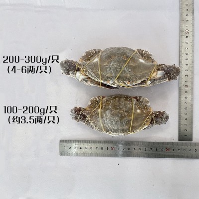 舟山鲜活冻螃蟹月岙流网蟹三疣梭子蟹套袋扎蟹大白蟹公蟹海鲜批发图2