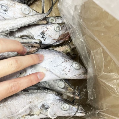 舟山带鱼整条正宗野生带鱼整箱年货新鲜冷冻水产东海刀鱼厂家批发图2