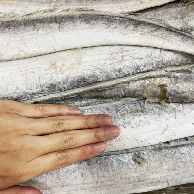 舟山带鱼整条正宗野生带鱼整箱年货新鲜冷冻水产东海刀鱼厂家批发图3