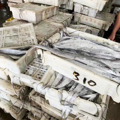 舟山带鱼整条正宗野生带鱼整箱年货新鲜冷冻水产东海刀鱼厂家批发图4