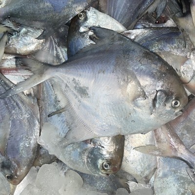 舟山海鲜野生流网鲳鱼新鲜鲳鳊鱼白鲳鱼银鲳鱼平鱼整箱工厂批发图2