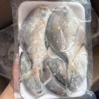 舟山海鲜野生流网鲳鱼新鲜鲳鳊鱼白鲳鱼银鲳鱼平鱼整箱工厂批发图3