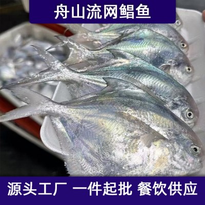 舟山海鲜野生流网鲳鱼新鲜鲳鳊鱼白鲳鱼银鲳鱼平鱼整箱工厂批发图5