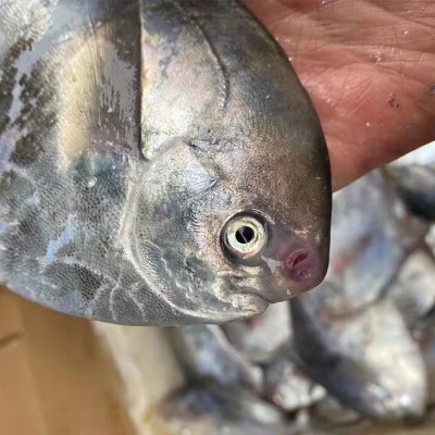 舟山海鲜野生流网鲳鱼新鲜鲳鳊鱼白鲳鱼银鲳鱼平鱼整箱工厂批发图4