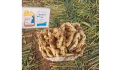 大姜种植常见问题及解决方案