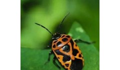 从害虫到生态：揭秘害虫防治策略与环境保护的深层关系！