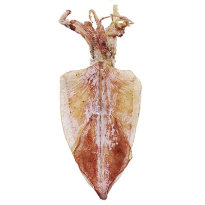 野生海捕烧烤手撕淡干生晒北海鱿鱼干货批发小大尤鱼源头厂家优惠图3