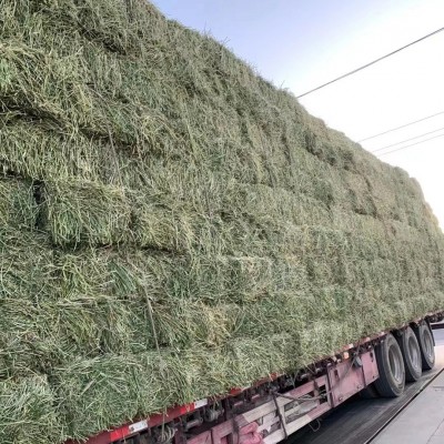 苜蓿草料牛马羊动物园养殖场饲料草料牧草大捆小捆紫花苜蓿草草捆图3